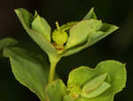 Warty spurge